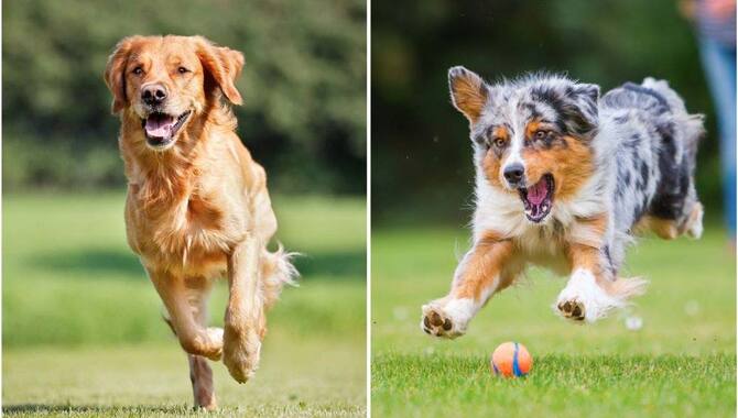 Australian Shepherd Vs Golden Retriever (Explained)