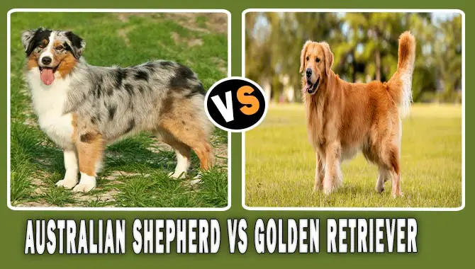A Comparison Of The Australian Shepherd Vs Golden Retriever