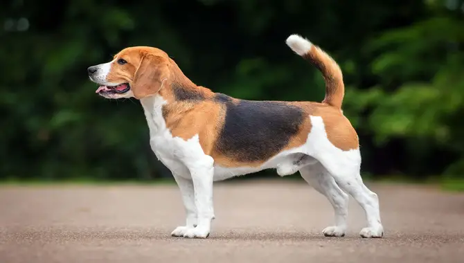 Beagle Overview