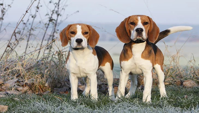 Beagle Temperament