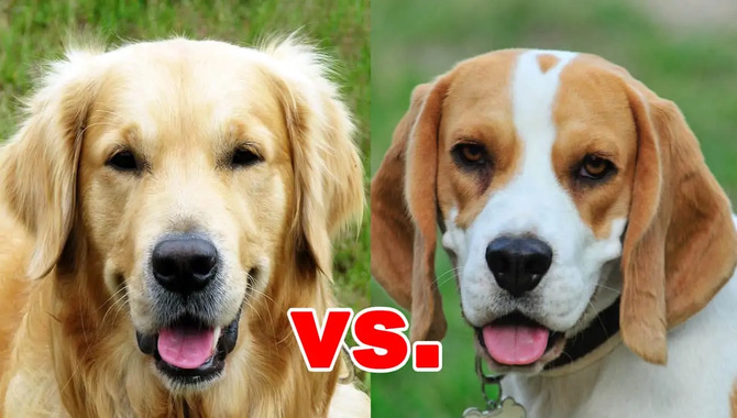 Beagle Vs Golden Retriever Overview