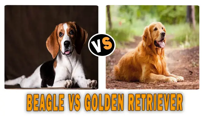 Beagle Vs Golden Retriever