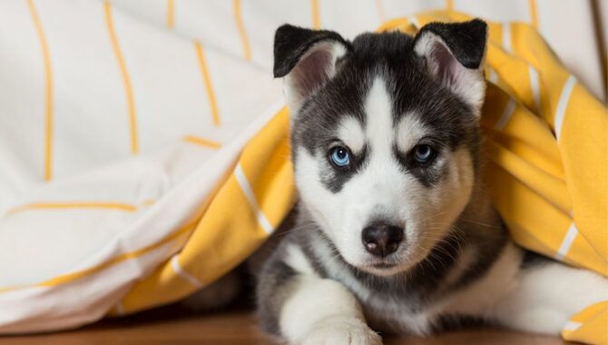 Before Bringing Your Husky Puppy Home