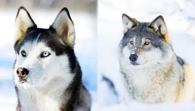 Behavior & Temperament: Husky Vs Wolf