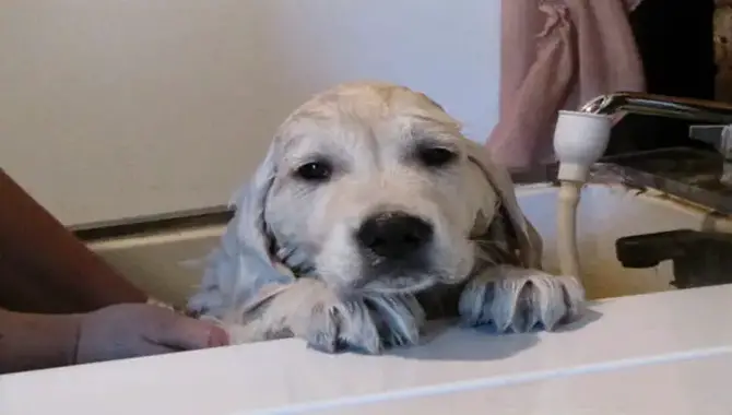 Benefits And Risks Of Using Baby Shampoo On Dogs