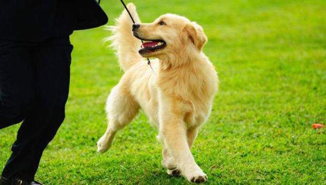 Benefits Of Training A Golden Retriever Puppy