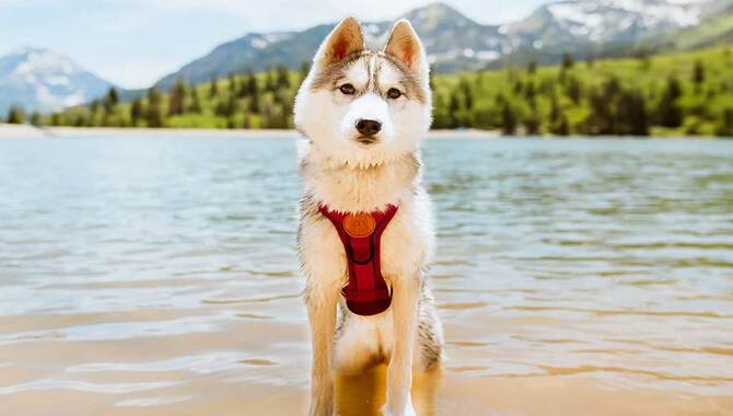 Benefits Of Wilderdog Gear For Huskies