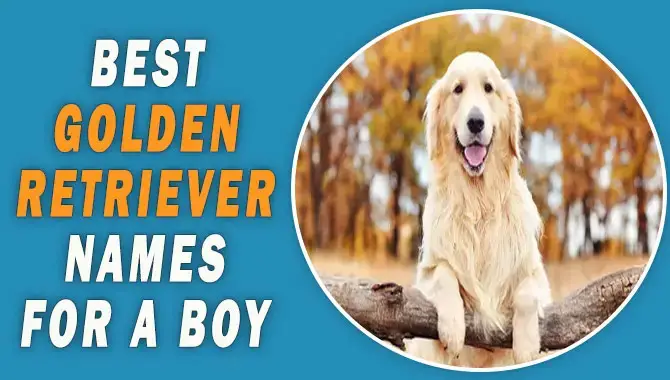 Best Golden Retriever Names For A Boy