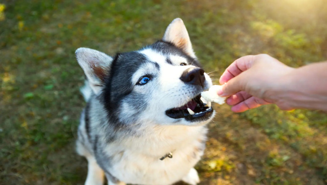 Best Healthy Treats For Huskies