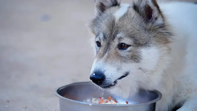 Best Way To Prepare Rice For Your Husky