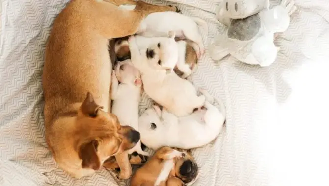 Breeding Stage Of The Litter