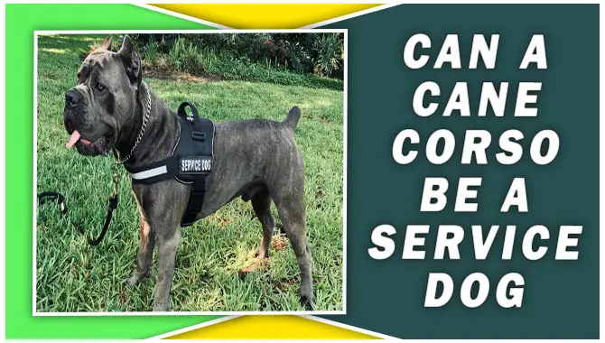 Can A Cane Corso Be A Service Dog