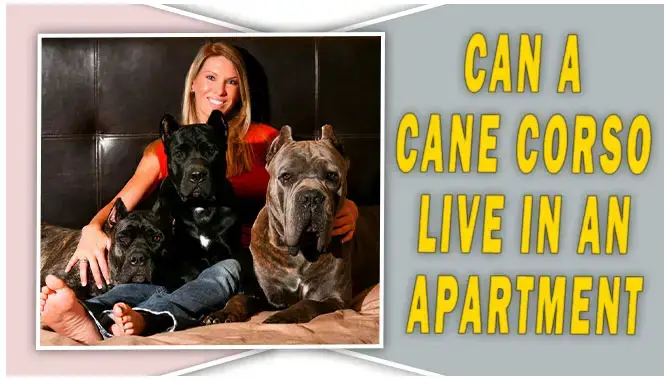 Can A Cane Corso Live In An Apartment