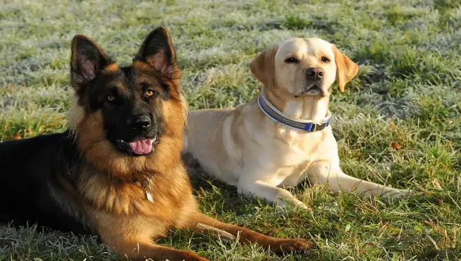 Can A Golden Retriever And German Shepherd Live Together. What Do You Need To Know