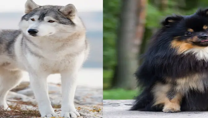 Can A Husky Get On Well With A Pomeranian