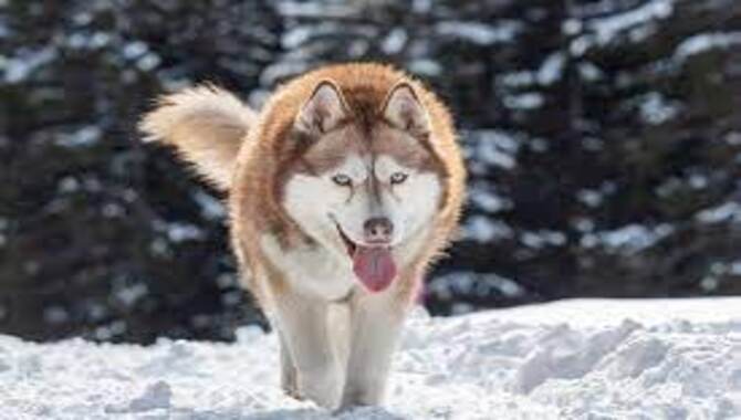 Can An Allergy Sufferer Adopt A Husky?