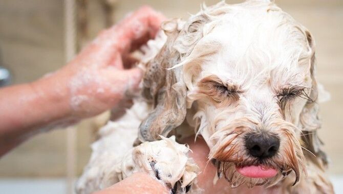 Can Baby Shampoo Kill Fleas On Dogs?
