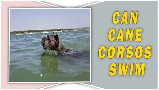 Can Cane Corsos Swim
