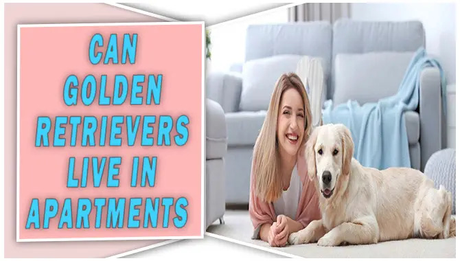 Can Golden Retrievers Live In Apartments