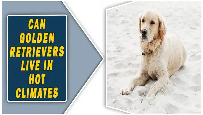 Can Golden Retrievers Live In Hot climates