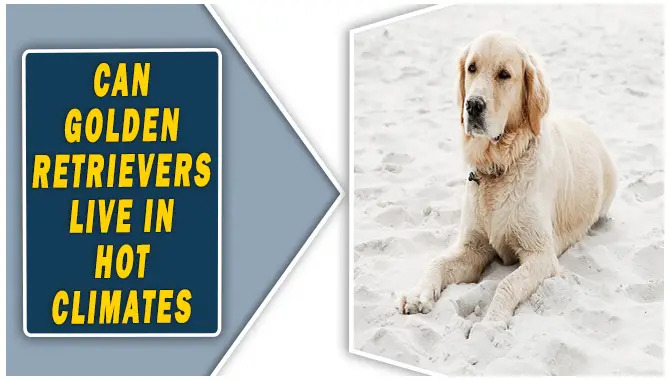 Can Golden Retrievers Live In Hot climates