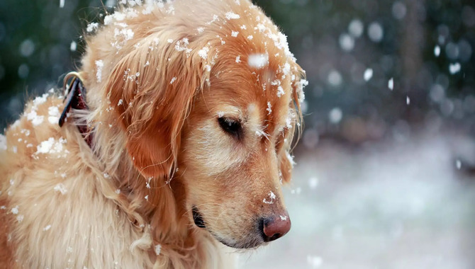 Can Golden Retrievers Sleep Outside In The Cold