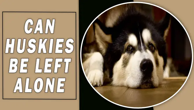 Can Huskies Be Left Alone