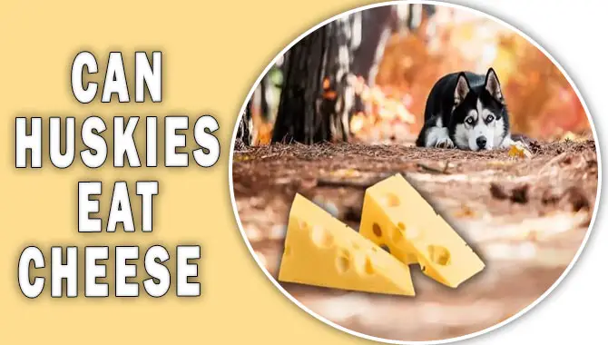 Can Huskies Eat Cheese