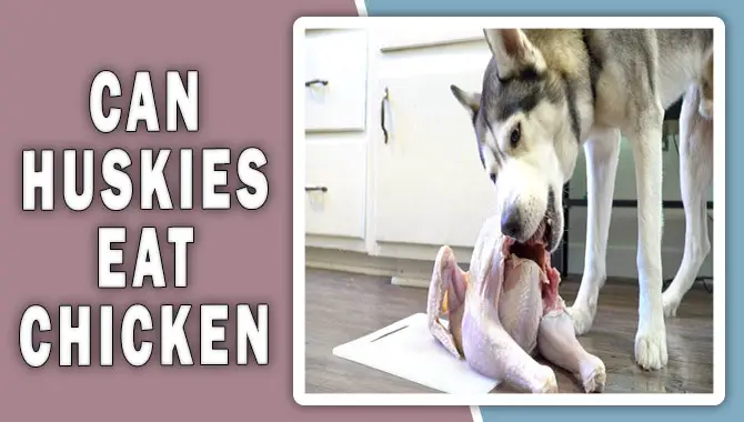 Can Huskies Eat Chicken