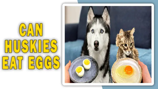 Can Huskies Eat Eggs