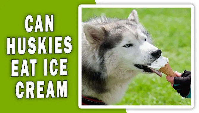 Can Huskies Eat Ice Cream