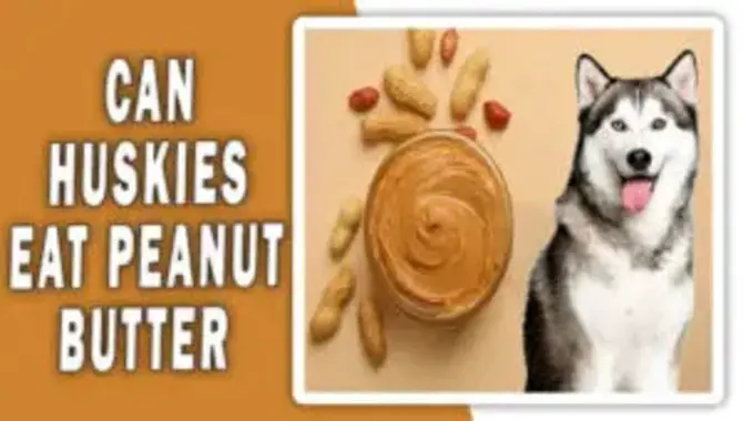 Can Huskies Eat Peanut Butter