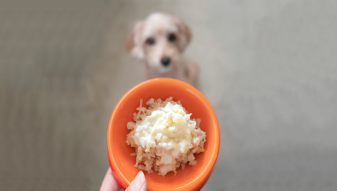 Can Huskies Eat Rice Every Day?