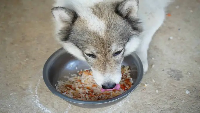 Can Huskies Eat Rice