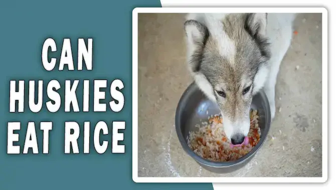 Can Huskies Eat Rice