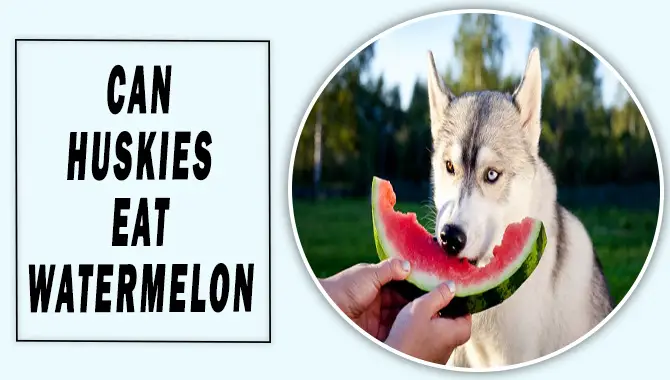 Can Huskies Eat Watermelon