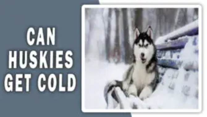 Can Huskies Get cold