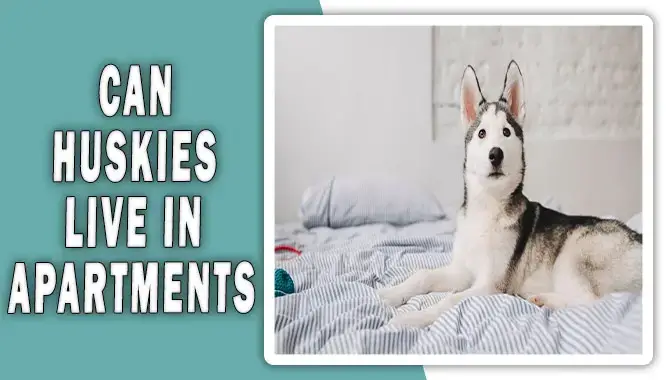 Can Huskies Live In Apartments