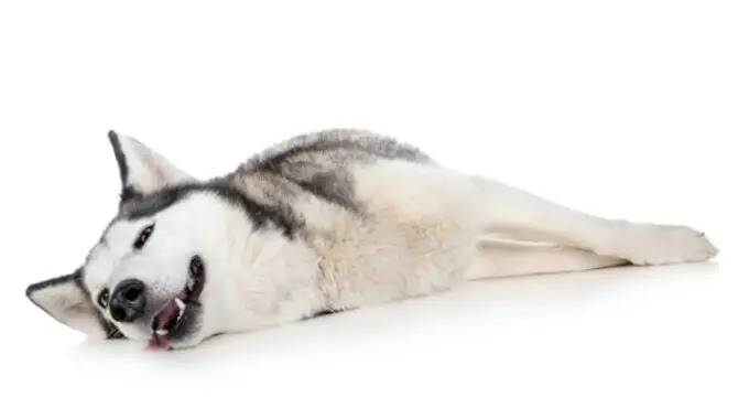 Can Huskies Live In Florida - Let's Know About It