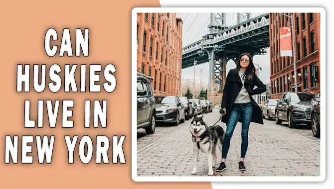 Can Huskies Live In New York