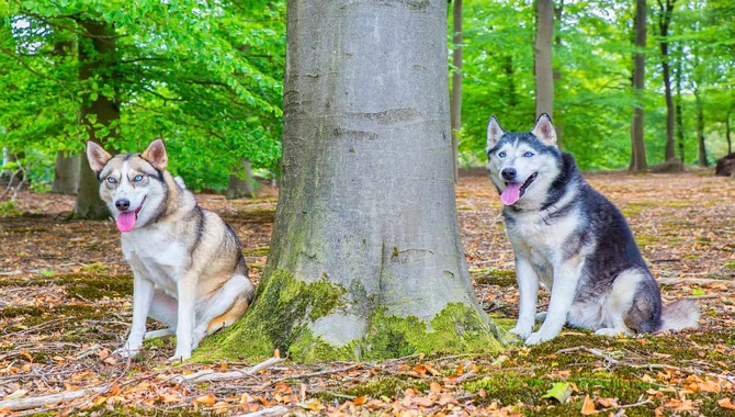 Can Huskies Live In New York?