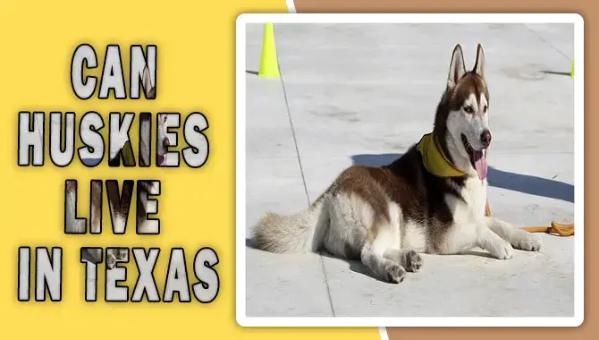 Can Huskies Live In Texas