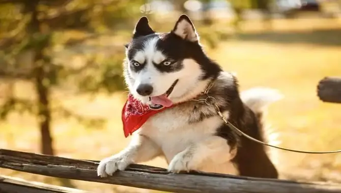Can Huskies Live In Texas
