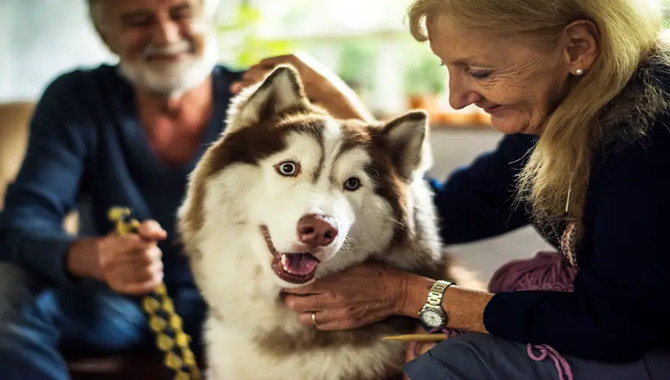 Can Huskies Make Good Watchdogs