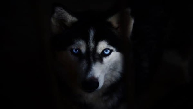 Can Huskies See In The Dark- In Details