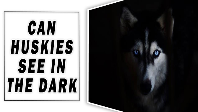 Can Huskies See In The Dark