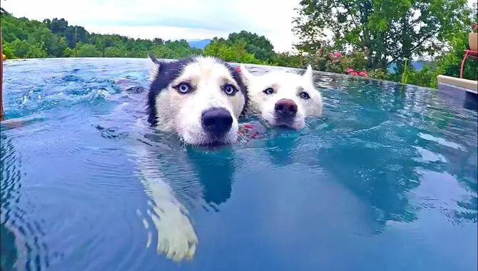 Can Huskies Swim - The Explanation