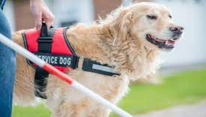 Can I Train My Own Golden Retriever Service Dog?