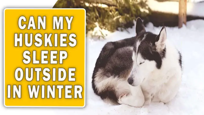 Can My Huskies Sleep Outside In Winter