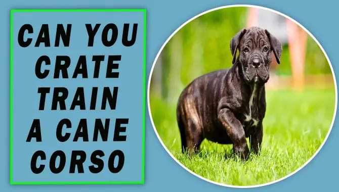 Can You Crate Train A Cane Corso